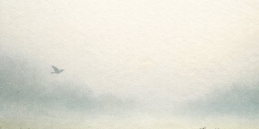 The Birds and the Bees